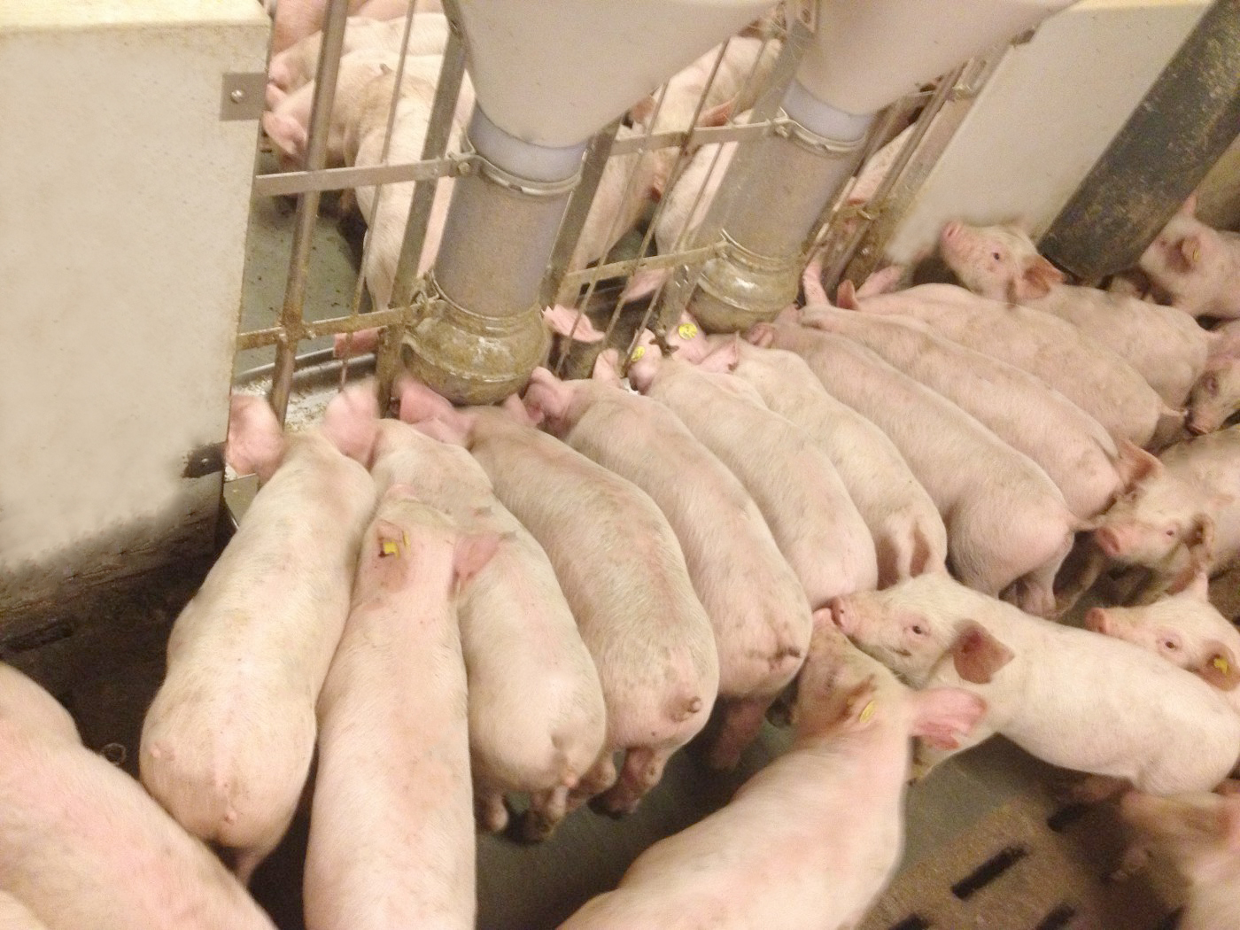 DOUBLE FUNKIMAT WEANER MOUNTED DOUBLE FUNKIMAT WEANER MOUNTED