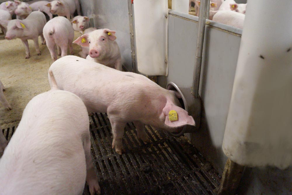 MINI DRINKING BOWL COMPLETE MINI DRINKING BOWL COMPLETE