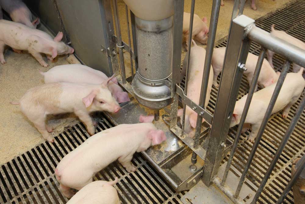 FUNKIMAT WEANER WITH STAINLESS STEEL TROUGH FUNKIMAT WEANER WITH STAINLESS STEEL TROUGH