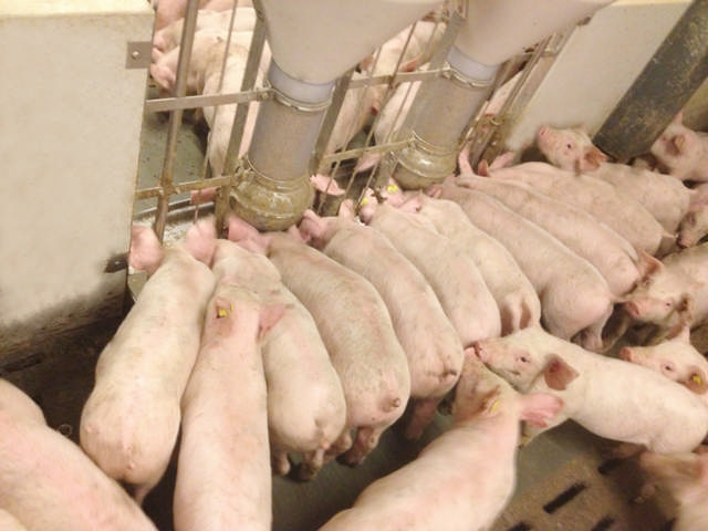 DOBBELT FUNKIMAT SMÅGRISE - SAMLET