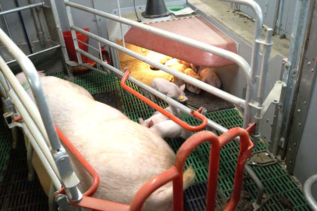 RUBBER FLOOR PIGLETS NEST 90 CM REVERSIBLE