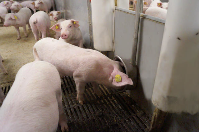 MINI DRIKKEKOP KOMPLET