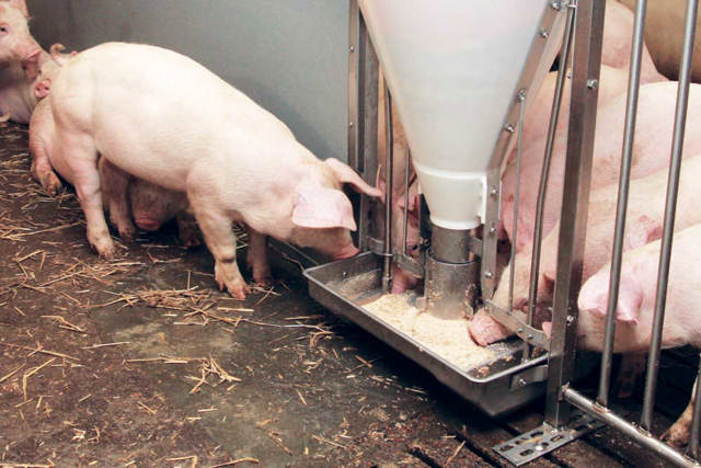 TUBE-O-MAT® CLASSIC MASTSCHWEINE UNMONTIERT VERSION