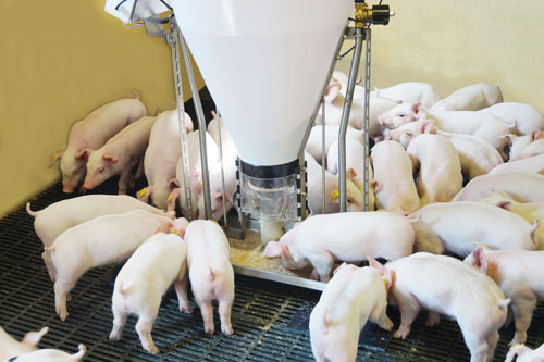BABY FEEDER BABY FEEDER