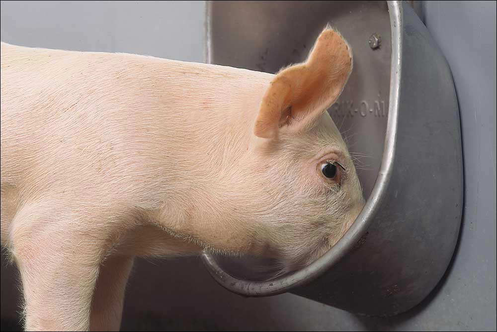 STANDARD DRINKING BOWL COMPLETE STANDARD DRINKING BOWL COMPLETE